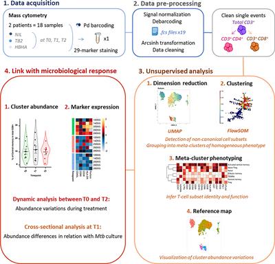 In-Depth Immunophenotyping With Mass Cytometry During TB Treatment Reveals New T-Cell Subsets Associated With Culture Conversion